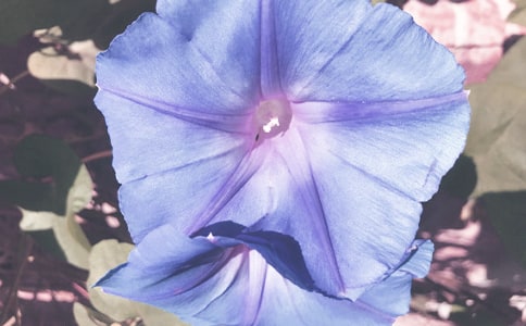 ǣţ���ɳ��۲��ռǣ���ѡ17ƪ��