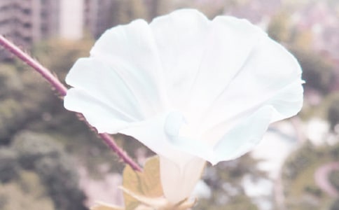 我喜欢牵牛花作文