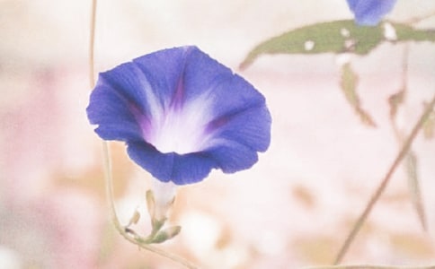 ���Ƽ���ǣţ������