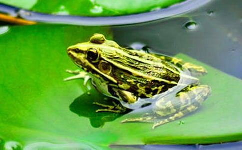 小班体育教案《小青蛙跳荷叶》(通用8篇)