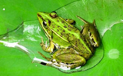 ��Ȥ ���� Ǩ��-�����ܿ�������ѧ̸