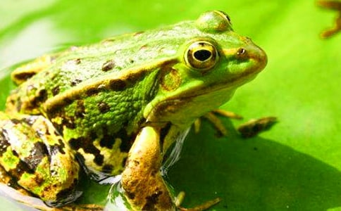 托班体育小青蛙呱呱呱教案范文