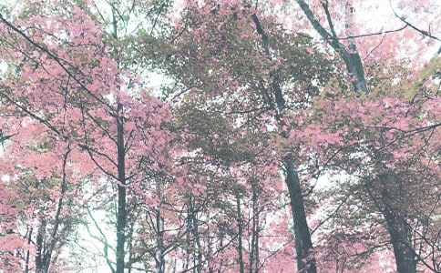 �＾�׽̹����ܽ�