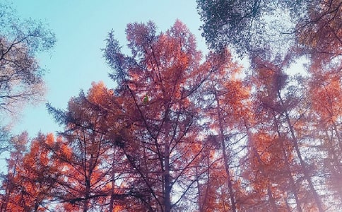 ���ռ����������꼶