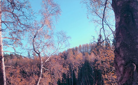 秋日絮语的抒情散文