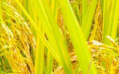 秋收的作文(合集7篇)