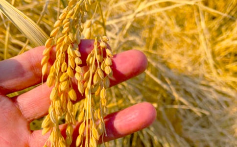 �����������꼶����