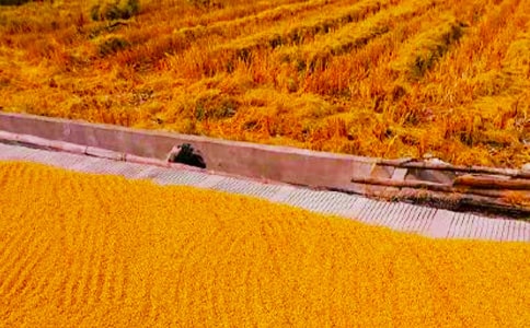 秋收的喜悦作文