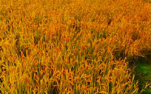 ������հ�ȫ��Ա������