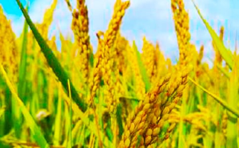 关于秋收的作文(通用24篇)