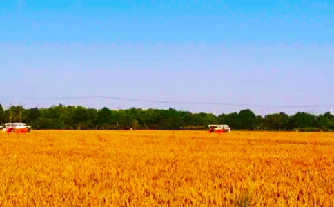 体验秋收作文(精选27篇)