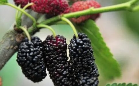 摘桑果作文锦集(11篇)