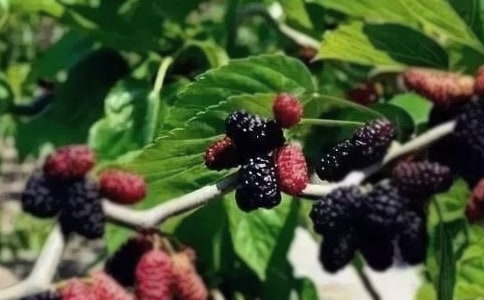 �Ұ������ɣ������