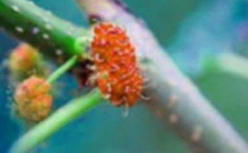 ժɣ��Сѧһ�꼶����