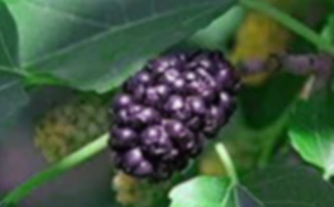 ɣ��԰ժɣ����������