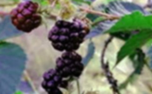 采桑果小学生作文500字(精选50篇)