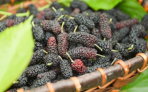 摘桑葚作文必备【15篇】