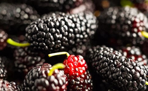 桑葚儿作文600字