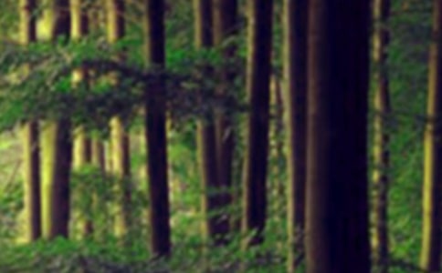 �ֵ�ɭ�ַ���Ӧ��������