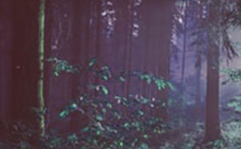 Сѧɭ�ֲ�ԭ�����ļ򱨷���