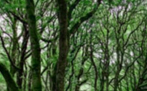 ɭ�ַ����ĵ���� 