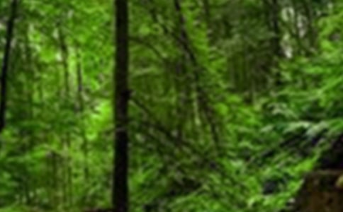 ɭ�ַ��𶽲�����򱨷���