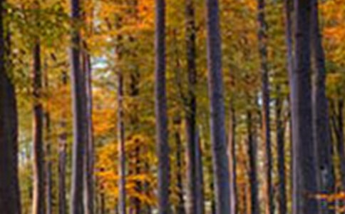 ˫��ɭ�ֹ�԰�ĵ��δʷ���