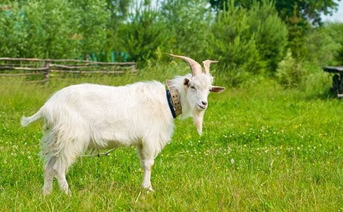 ��ɽ�����˼, ��ɽ��Ľ���