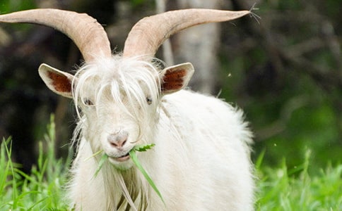 山羊不吃天堂草读后感(通用31篇)