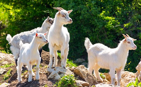 ɽ������