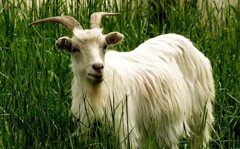 д��������ģ��ɰ���Сɽ��