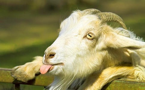 初中山羊分腿腾越教案