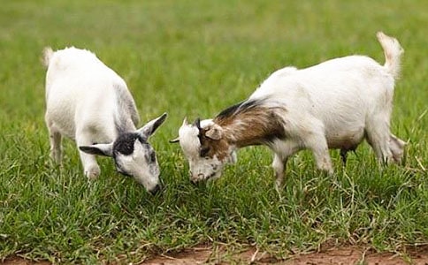 �ñ�ʽѵ���̡�Сɽ��