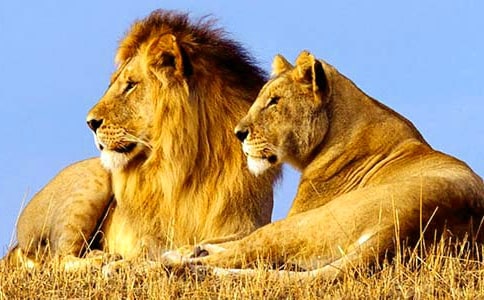 1《卢沟桥的狮子》-人教版