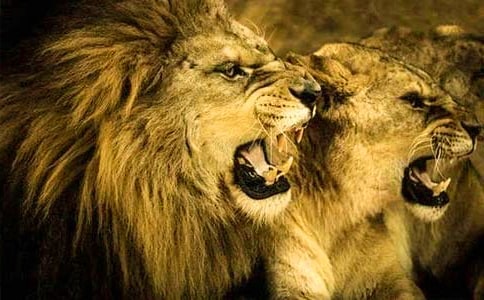 1《卢沟桥的狮子》