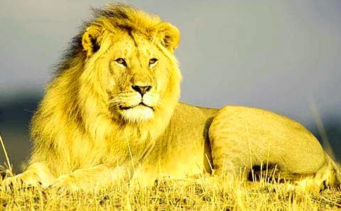 初读质疑 读议解疑 熟读理解-《卢沟桥的狮子》教学设计与评析