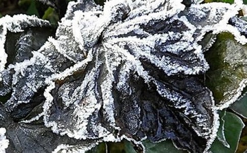 ƽԶ�ؽ�45��˪���ı仯����