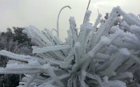 ÷�ص���˪����Ԥ�������о�