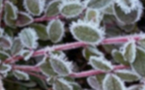 果树春季霜冻发生规律与防控技术