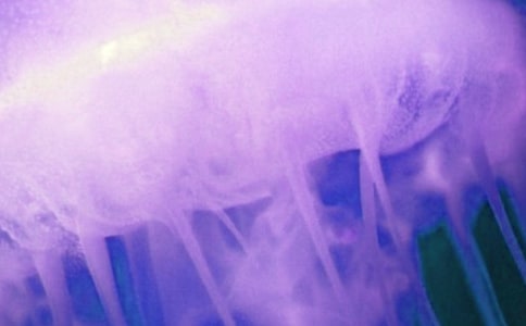 �а���������̰���ֽ��ˮĸ��