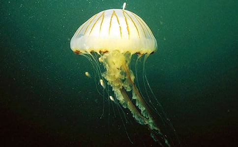 四年级作文水母