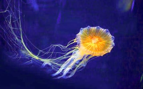 ����ˮĸ������