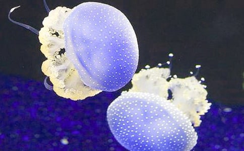 ��дˮĸ������3ƪ