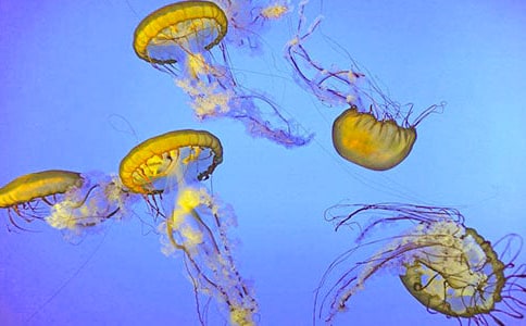 Сѧ���꼶����600�֣�ˮĸ