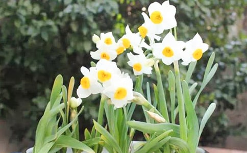 关于水仙花的作文(通用10篇)