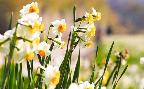 我爱水仙花作文【精】