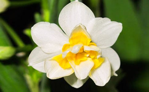 观察水仙花的作文6篇