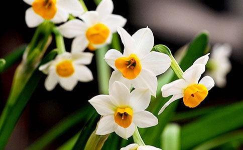 我爱水仙花作文15篇