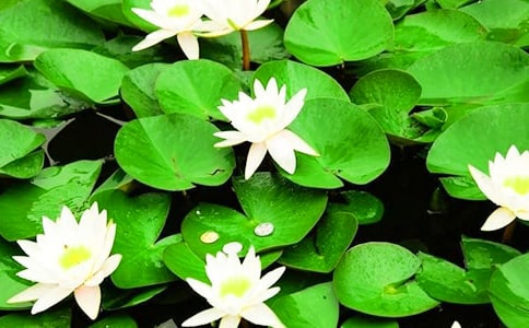 ˯��ѧ������6ƪ