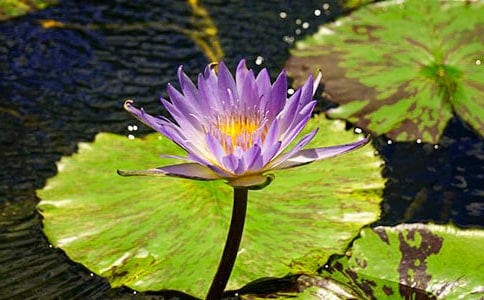 ����ѧ˯�������̰�